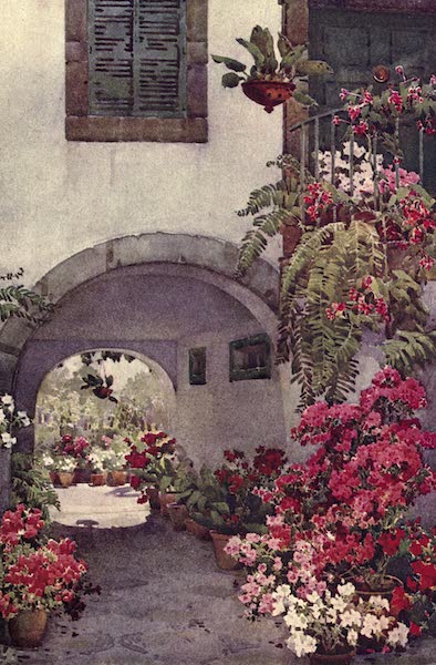 The Flowers and Gardens of Madeira - Azaleas in a Portuguese Garden (1909)