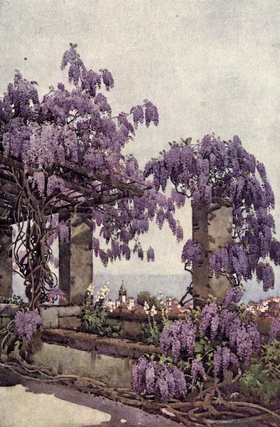 The Flowers and Gardens of Madeira - Wistaria, Santa Luzia (1909)