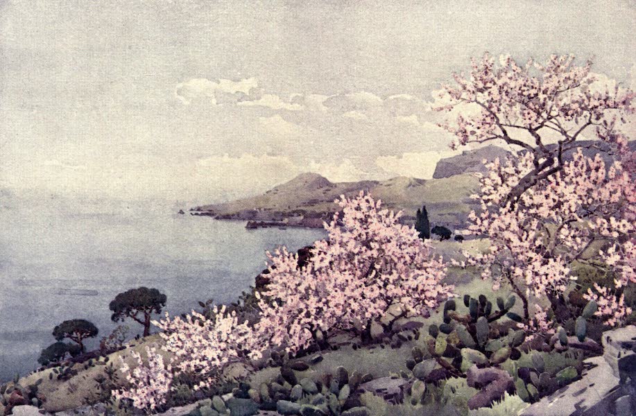 The Flowers and Gardens of Madeira - Almond Blossom (1909)