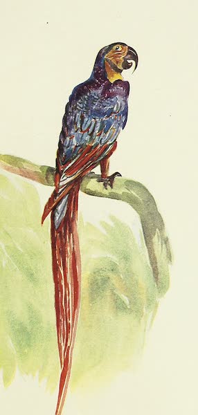 The Golden Caribbean - Macaw (1900)