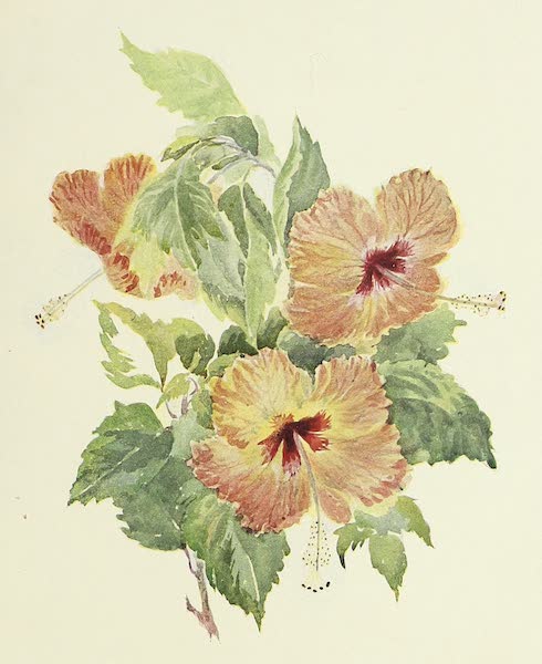 The Golden Caribbean - Hibiscus Grandiflora (1900)