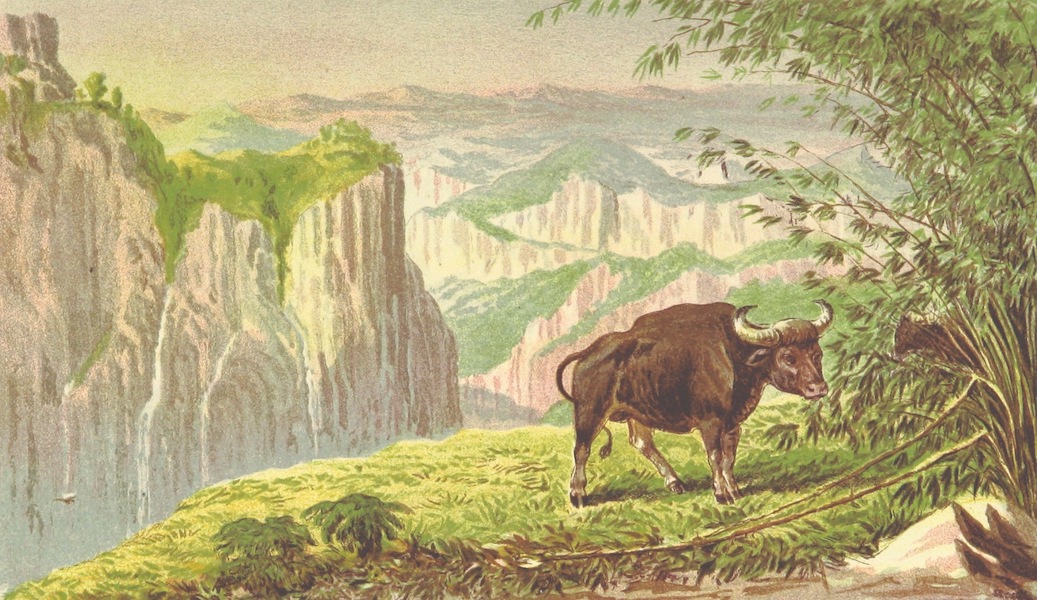 The Highlands of Central India - Bison on the Pachmarhi Hills - View Looking West (1871)