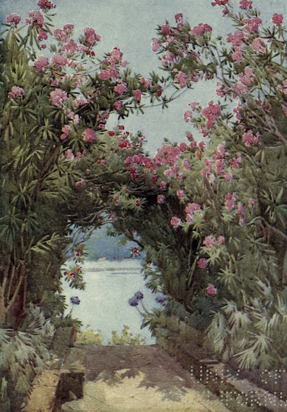 The Italian Lakes, Painted and Described - Oleanders, Isola Madre, Lago Maggiore (1912)