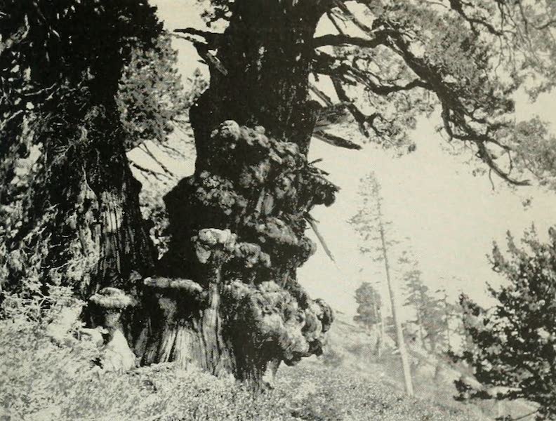 A gnarled monarch of the High Sierras, an aged Juniper, near Lake Tahoe