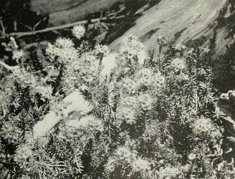 The Lake of the Sky, Lake Tahoe - Mountain Heather, in Desolation Valley, near Lake Tahoe (1915)