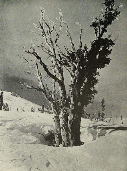 An Alpine White Pine, defying the storms, on the north slope of Mt. Rose, 9,500 Ft.