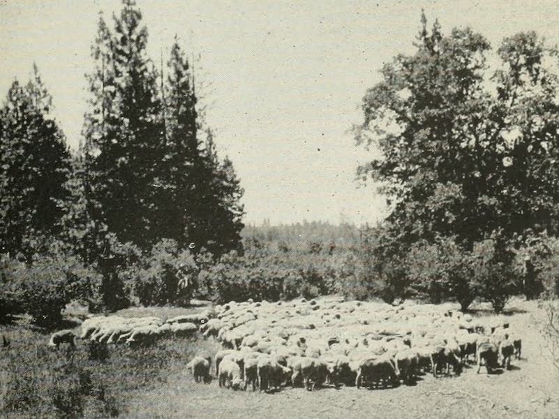 The Lake of the Sky, Lake Tahoe - Flock of Sheep being driven from the Tahoe National Forest (1915)