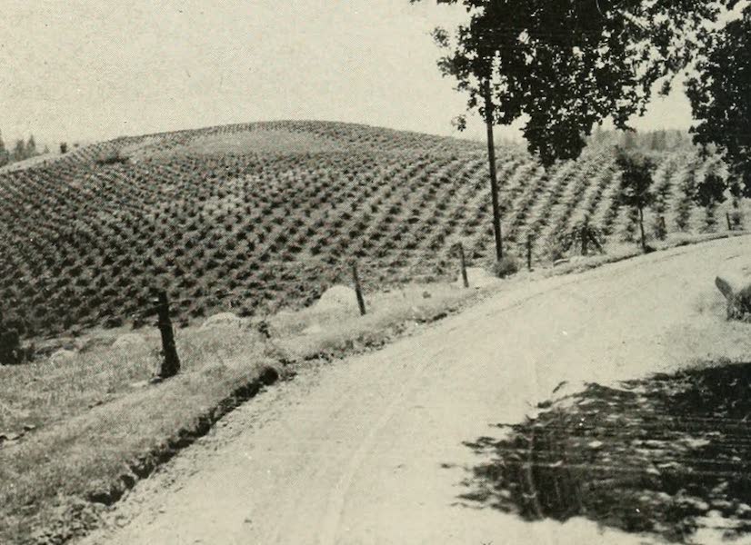 The Lake of the Sky, Lake Tahoe - Vineyard on the Automotive Highway between Placerville and Lake Tahoe (1915)
