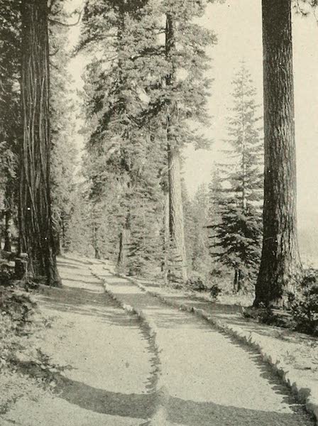 The Lake of the Sky, Lake Tahoe - Path in the Woods by Lake Tahoe, Tahoe Tavern (1915)