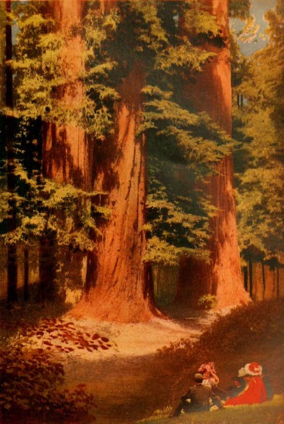 The Land of Living Color - The Sequoias of Santa Cruz (1915)