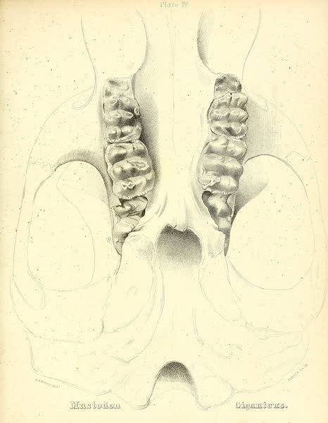 The Mastodon Giganteus of North America - Mastodon giganteus - Plate IV (1852)