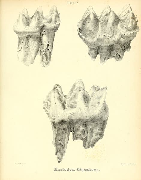 The Mastodon Giganteus of North America - Mastodon giganteus - Plate IX (1852)