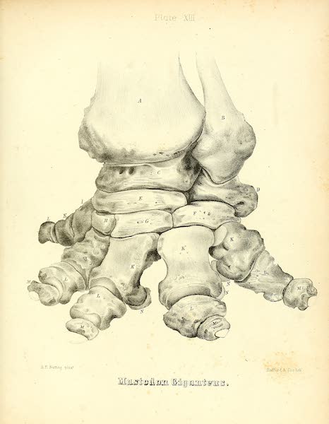 The Mastodon Giganteus of North America - Mastodon giganteus - Plate XIII (1852)