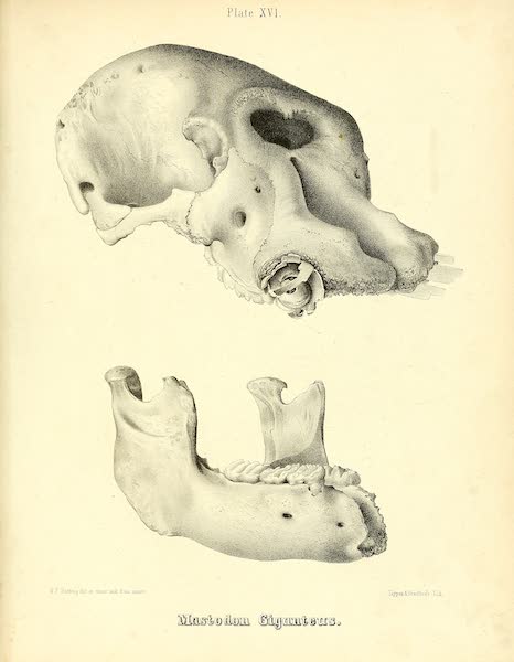 The Mastodon Giganteus of North America - Mastodon giganteus - Plate XVI (1852)
