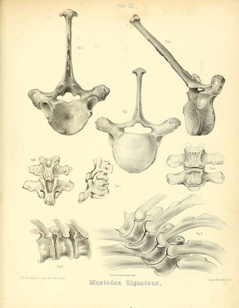 The Mastodon Giganteus of North America - Mastodon giganteus - Plate XXII (1852)