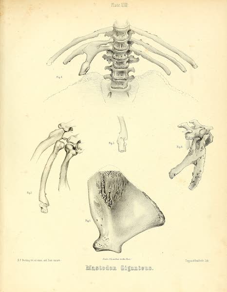 The Mastodon Giganteus of North America - Mastodon giganteus - Plate XXIII (1852)