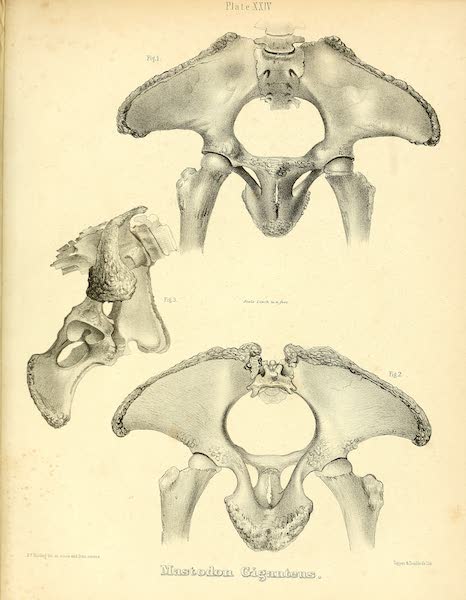 The Mastodon Giganteus of North America - Mastodon giganteus - Plate XXIV (1852)