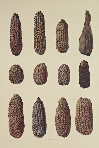 The Necropolis of Ancon Vol. 3 - Maize Cobs (1880)
