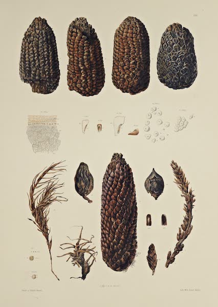 The Necropolis of Ancon Vol. 3 - Maize Cobs and other Plants (1880)