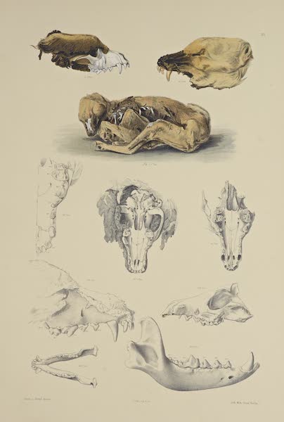 The Necropolis of Ancon Vol. 3 - Remains of Dogs and Foxes (1880)