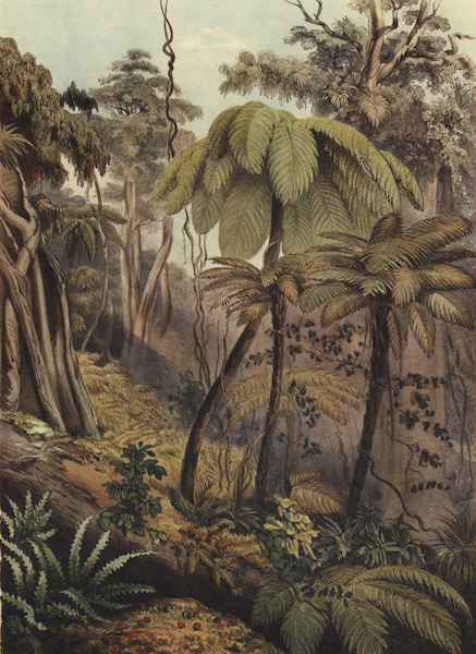 Scene in New Zealand Forest near Porirua