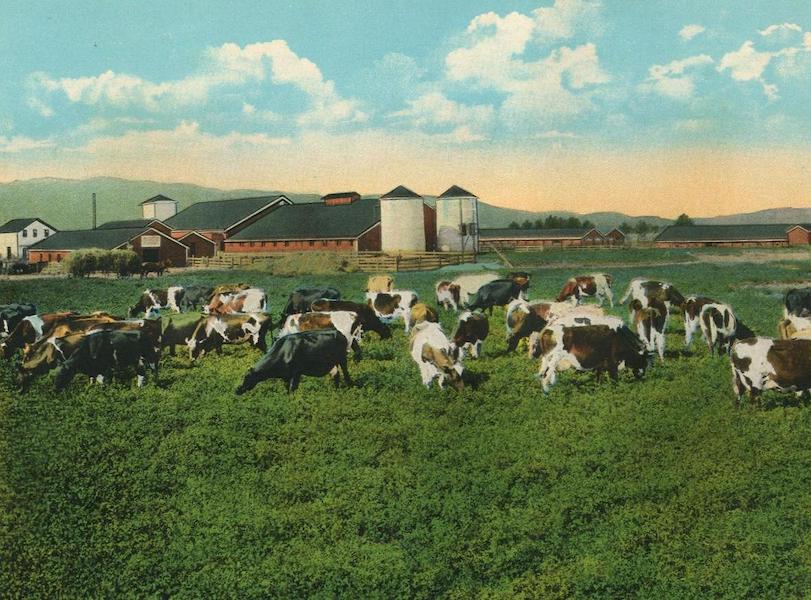 A Model Dairy at Dixon, Cal.