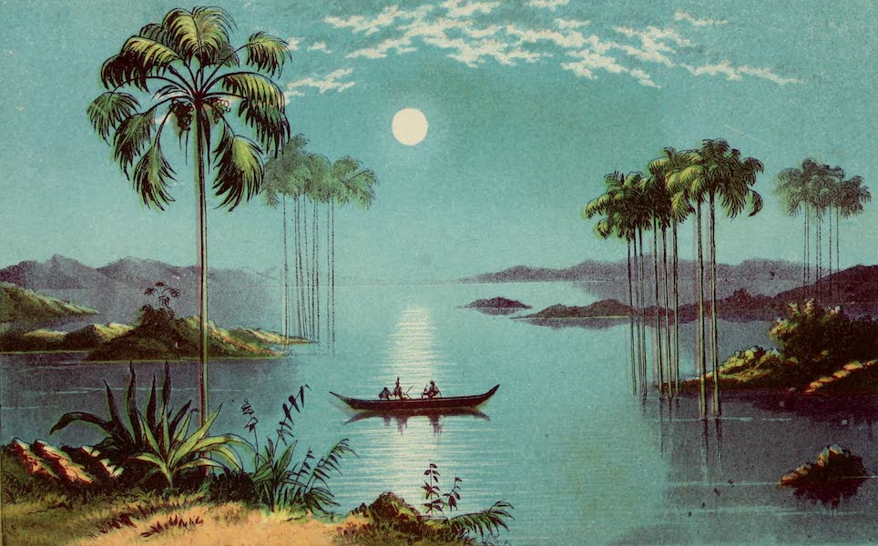 The Palm Tree - Palm of the River (1864)