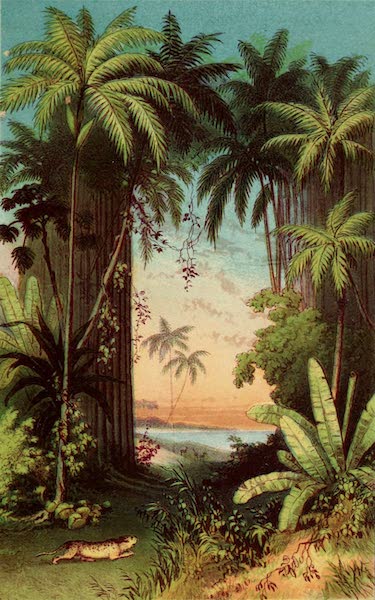 The Palm Tree - Palm of the Forest (1864)