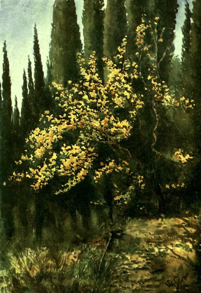 The Riviera Painted & Described - Autumn Tints in the Cypress Valley (1907)