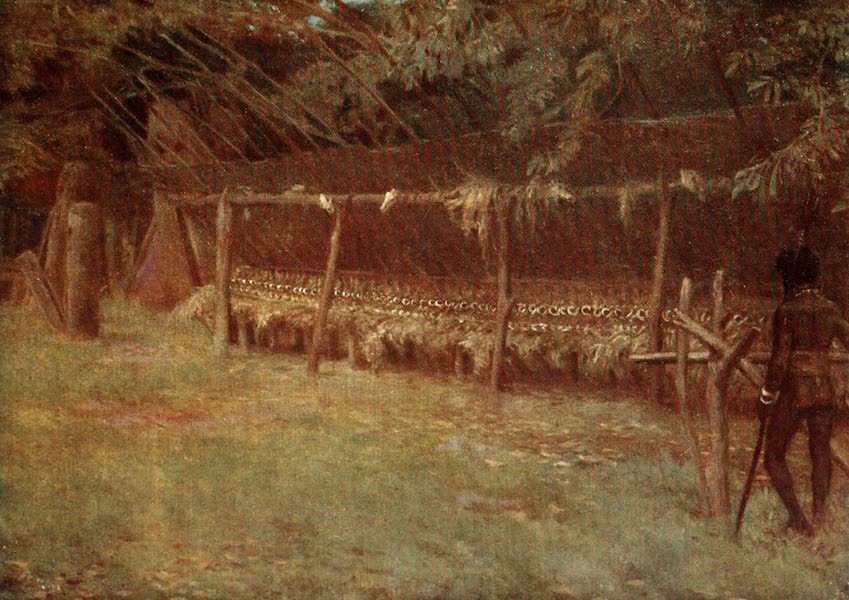 The Savage South Seas, Painted and Described - The "M'aki" Ground and the Jaws of the sacred Pigs, New Hebrides (1907)