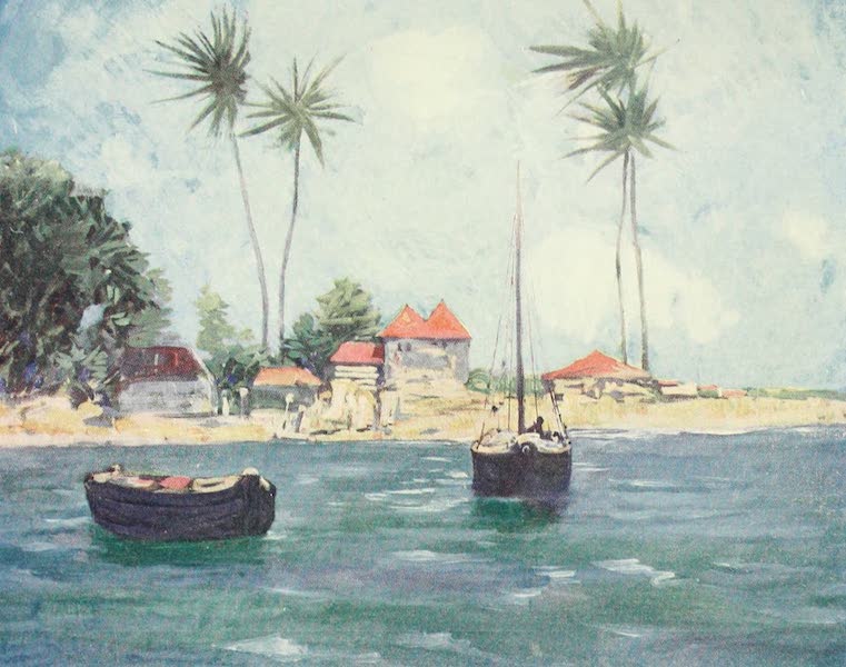 The West Indies, Painted and Described - Cocoanut Palms, Falmouth, Jamaica (1905)