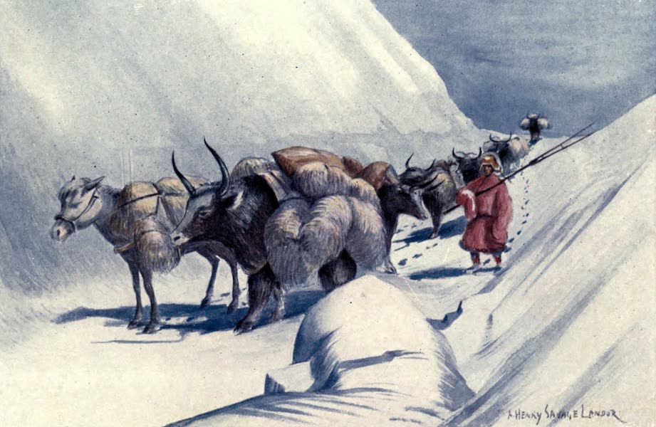 Tibet and Nepal, Painted and Described - Yaks and Ponies conveying Wool across the Frontier (1905)