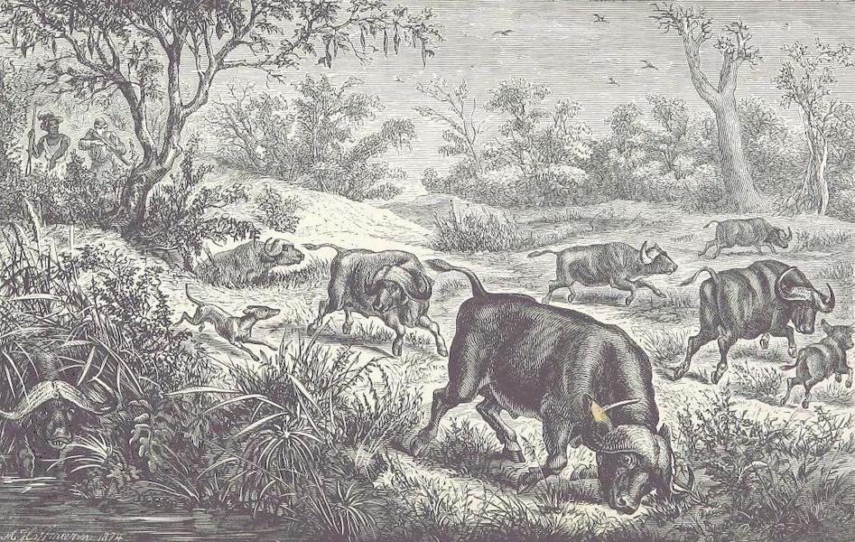 To the Victoria Falls of the Zambesi - A Buffalo Hunt (1876)