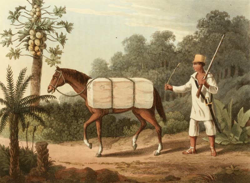 Travels in Brazil - A Cotton Carrier (1816)