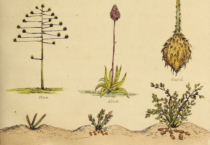 Travels in the Gold and Diamond Districts of Brazil - Assorted Flora Including Pine and Aloe (1825)