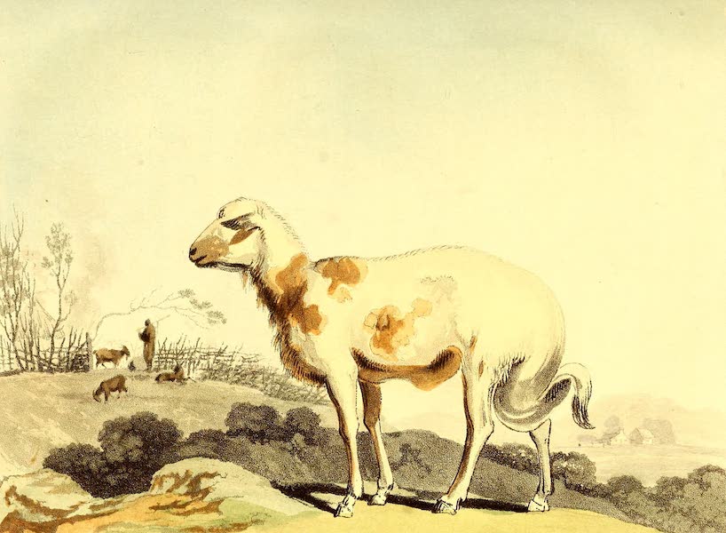Travels into the Interior of Southern Africa Vol. 1 - Broad tailed Sheep of Southern Africa (1806)