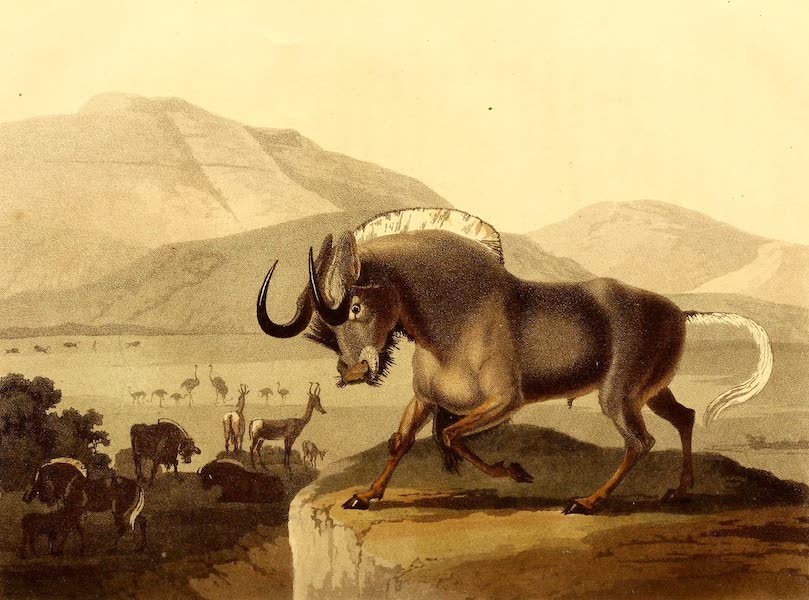 Travels into the Interior of Southern Africa Vol. 1 - The Gnoo (1806)
