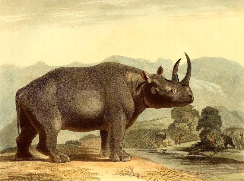 Travels into the Interior of Southern Africa Vol. 1 - The African Rhinoceros (1806)