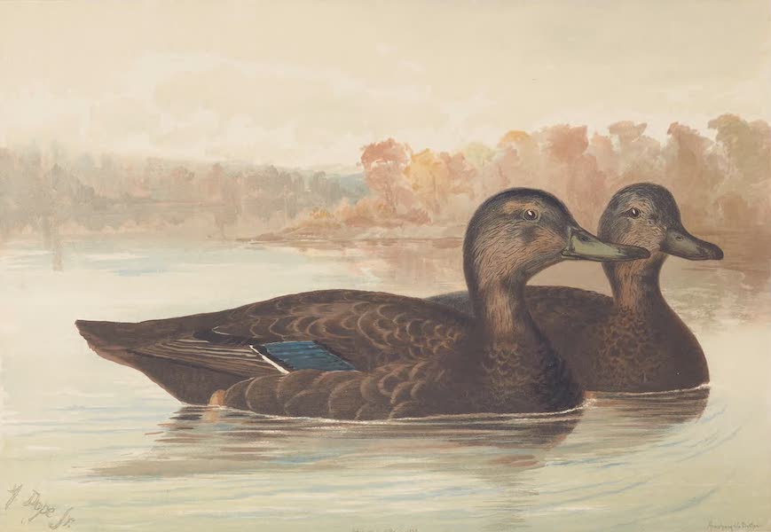 Upland Game Birds and Water Fowl - The Black Duck (1877)