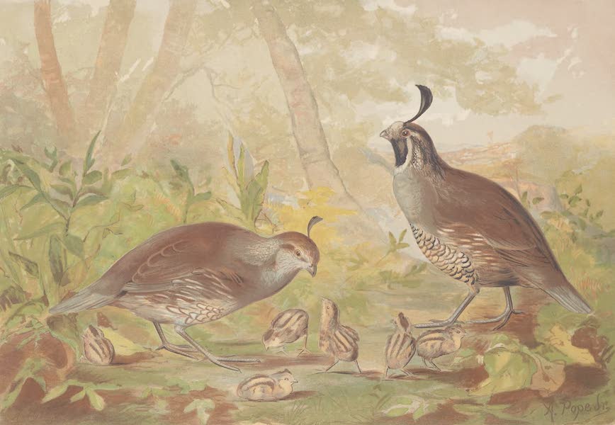 The Valley of Quail