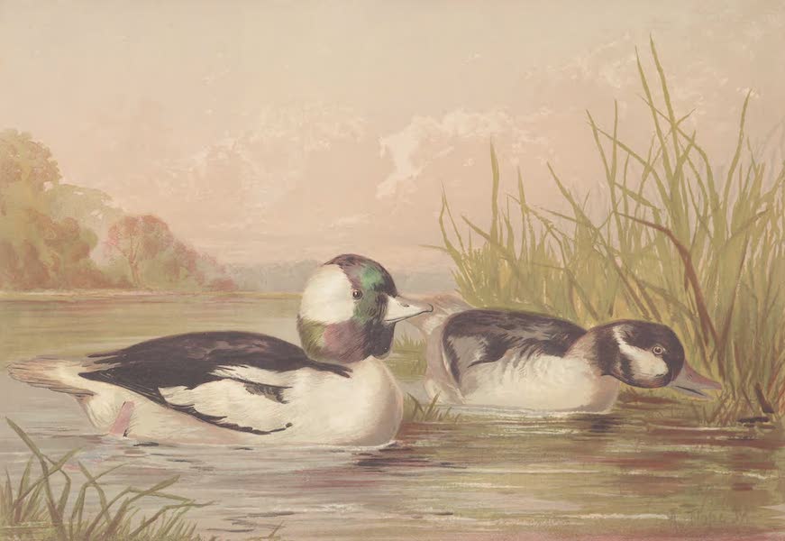 The Buffle-Headed Duck