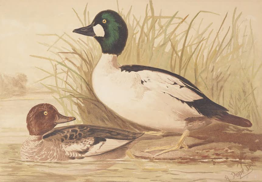 Upland Game Birds and Water Fowl - The Golden-Eye or Whistler (1877)