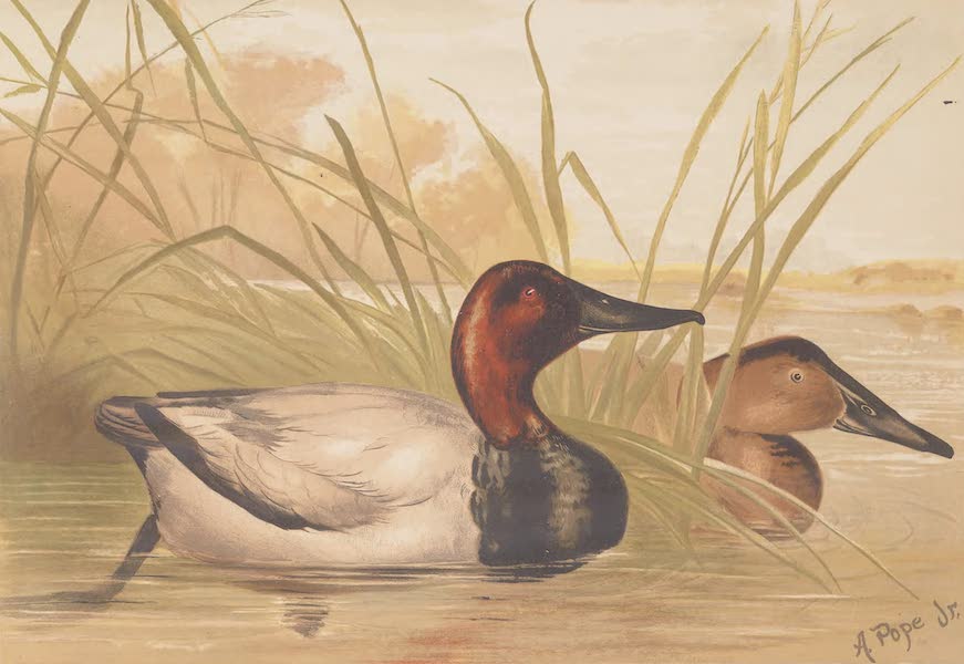 Upland Game Birds and Water Fowl - The Canvas-Back Duck (1877)