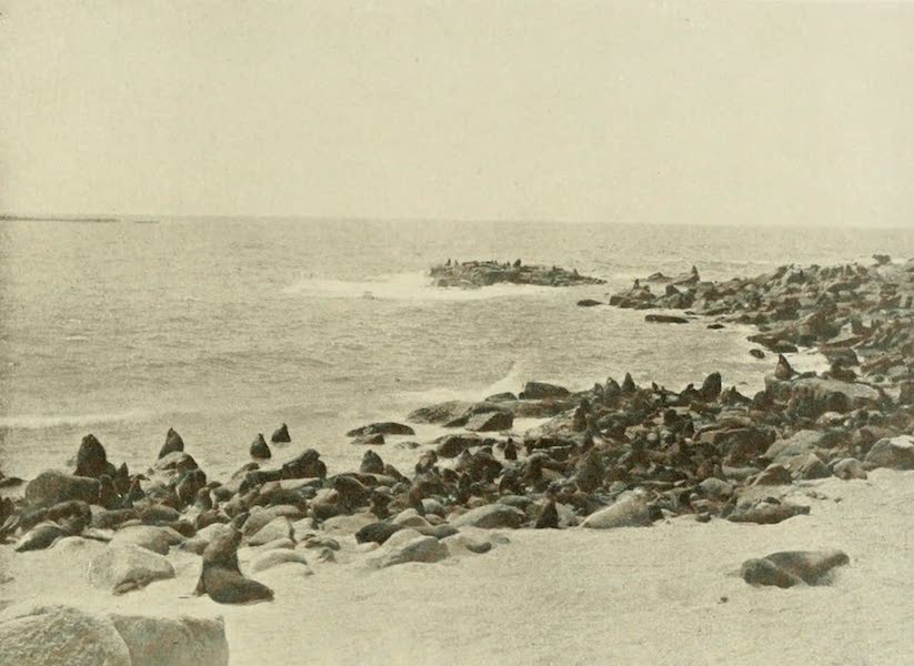 A Seal Rookery