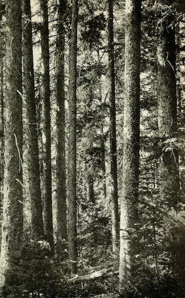 Utah, the Land of Blossoming Valleys - Stand of Engelmann Spruce, Uinta National Forest (1922)