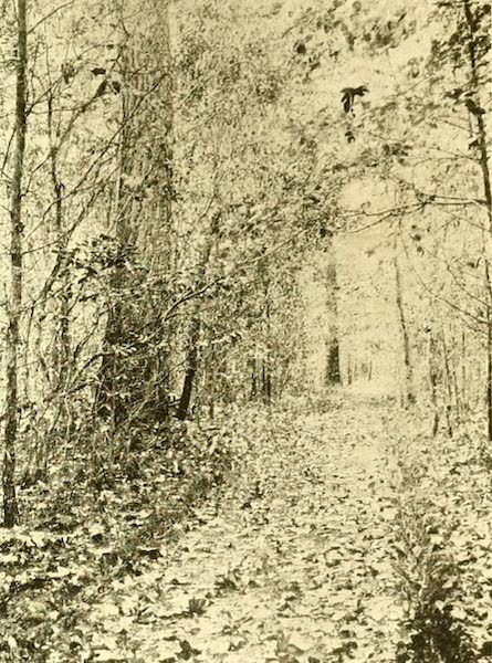 Virginia: the Old Dominion - The Woodsway to Brandon (1921)
