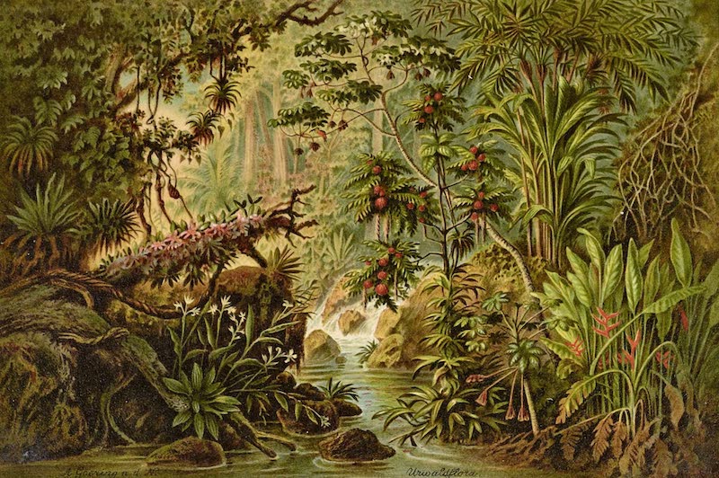 Vom Tropischen Tieflande zum Ewigen Schnee - Urwaldflora (1892)