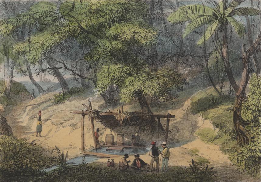 Voyage a Surinam - Source d'eau froide a la Savane des Juifs (1839)