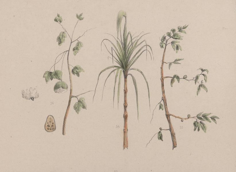 Voyage a Surinam - Cannes a sucre, Cafier & Cotonnier (1839)