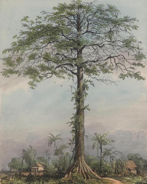 Voyage a Surinam - Kutten-triehout (1839)